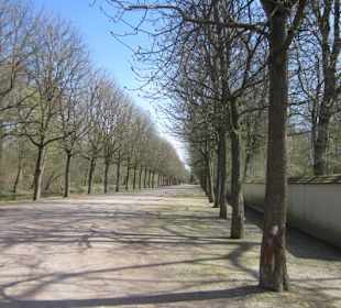 Schlossgarten Schwetzingen