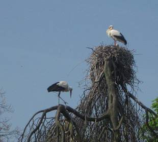 Storch