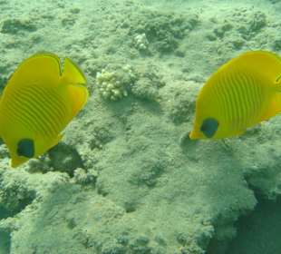 Schnorcheln in der Bay