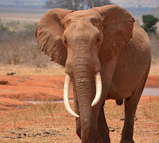 Afrikanischer Elefant