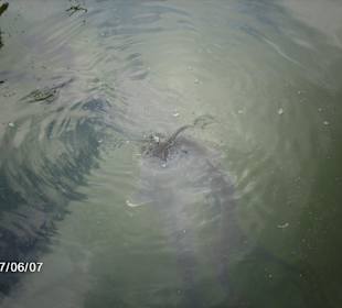 Fische