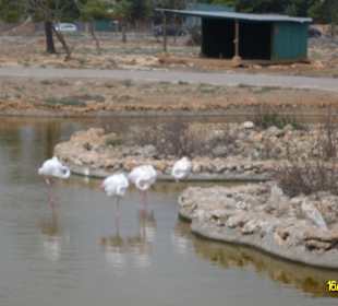 Flamingos