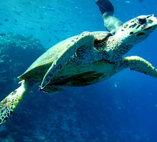 Marineparksafari South 2014