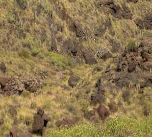 Roślinność Gór Gran Canaria
