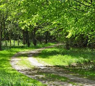 Wege durch den Stadtwald Oldenburg