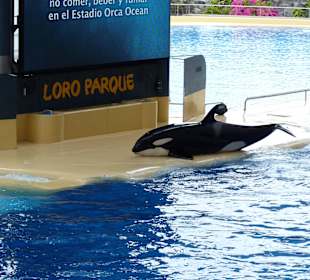 Orca Ocean Show