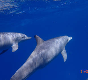 Schnorcheln Hurghada