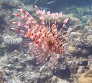 Schnorcheln Dahab