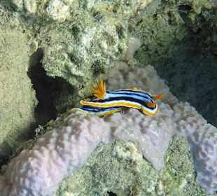 Pyjama-Sternschnecke 4,5cm