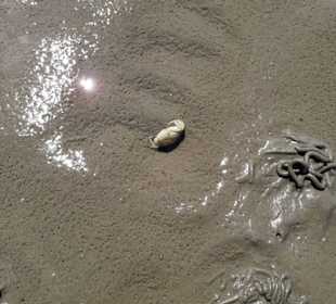 Wattenmeer