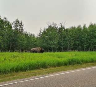 Elk Island Nationalpark