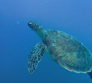 Schnorcheln Marsa Alam