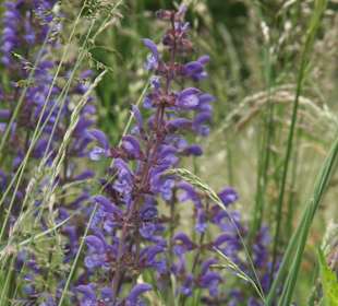 Über herrlich blühende Wiesen