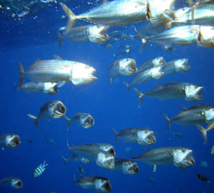 Grußmaulmakrelen am Hausriff