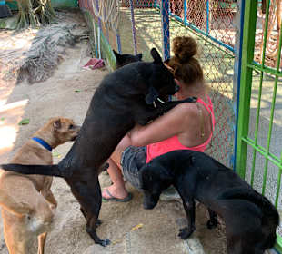 Dog and Cat Rescue Samui Foundation