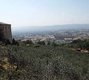 Ausblick mit Oliven