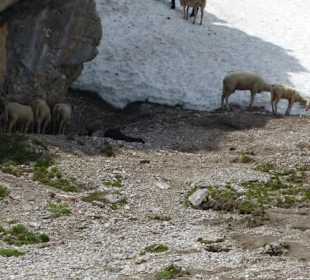 Schneereste bieten den Tieren Wasser