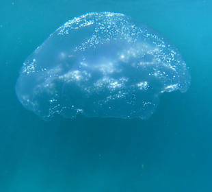 Qualle, die nichts tut 