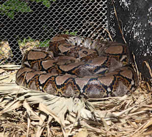 Große Python im Freigehege