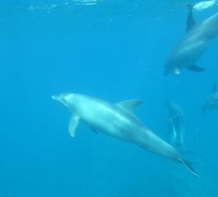 16 Delfine ganz nah