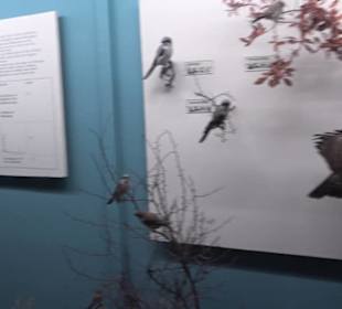 Museum für Naturkunde