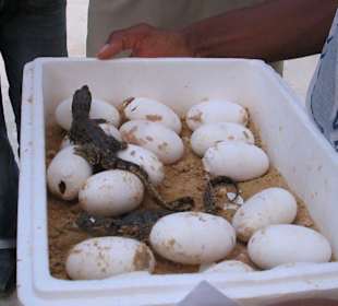 Ausflug zur Krokodilfarm