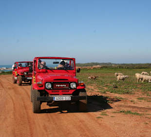 Durch den Pinienwald