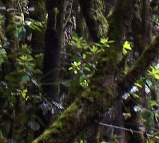 Im Nationalpark von Gomera