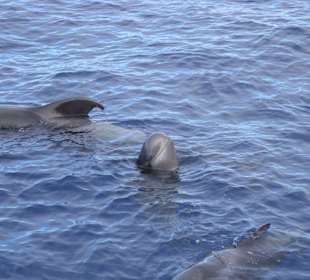 Pilotwale vor der Küste Teneriffas