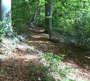 Premiumwanderweg hochgehkeltert Neuffen