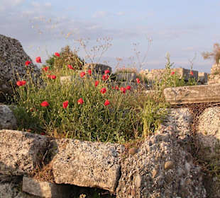Mohn auf Ruinen