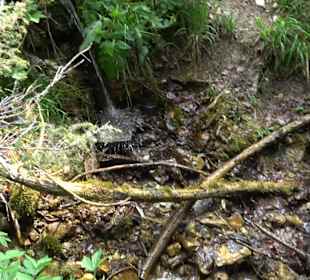 Schlichemquelle Tieringen