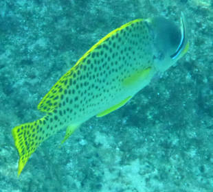 Schnorcheln Brayka Bay Marsa Alam	