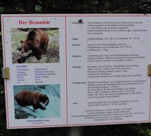 Infotafel Braunbär