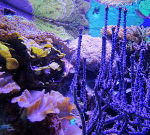 Im Aquarium des "Haus der Natur"