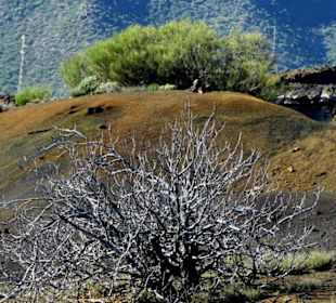 Totes und lebendes Gebüsch