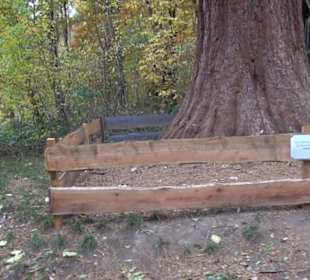 Naturdenkmal Mammutbaum