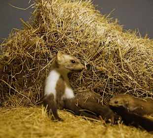 Vogel-und Jagdtierkunde
