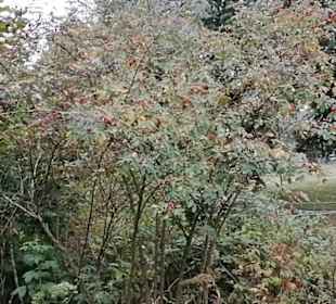 Schaugarten Eninger Weide