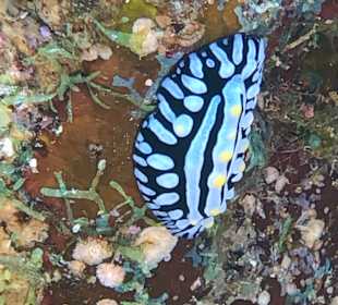 Schnorcheln Abu Dabab