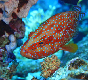 Schnorcheln El Gouna