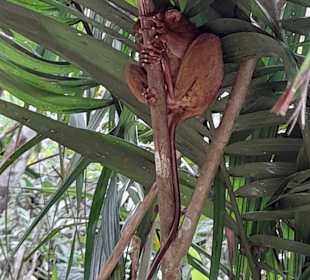 Tarsier Sanctuary