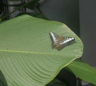 Schmetterlingshaus im Changi Airport