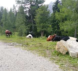 Wandern Hermagor - Pressegger See