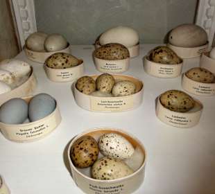 Naturkunde-Museum Bamberg