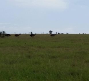 Sarova Salt Lick Game Lodge