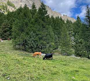 Wandern Pontresina