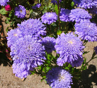 Dahlie