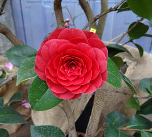 Wilhelma Stuttgart