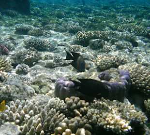 Unterwasserwelt Hotel Sharm Plaza